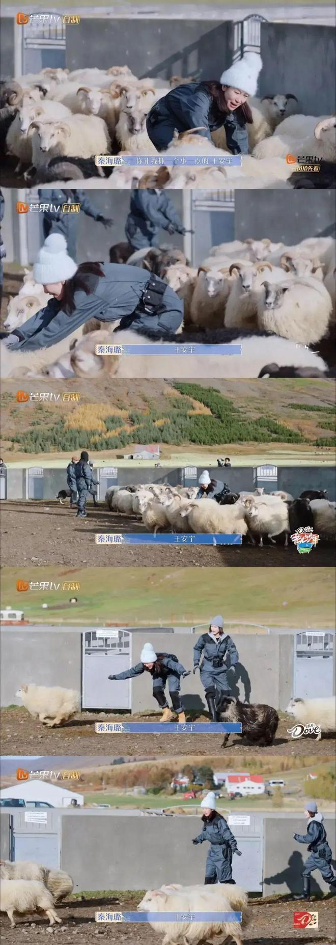 奇趣分分彩:“东北虎”秦海璐,被丈夫宠成了“萌虎”